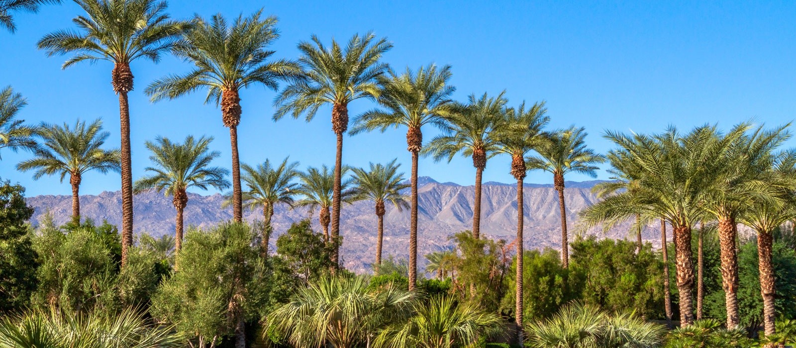 Beautiful Palm Trees in Palm Springs, CA